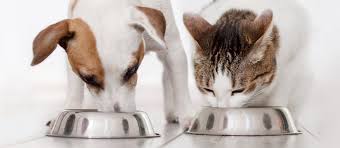 Feeding Bowls